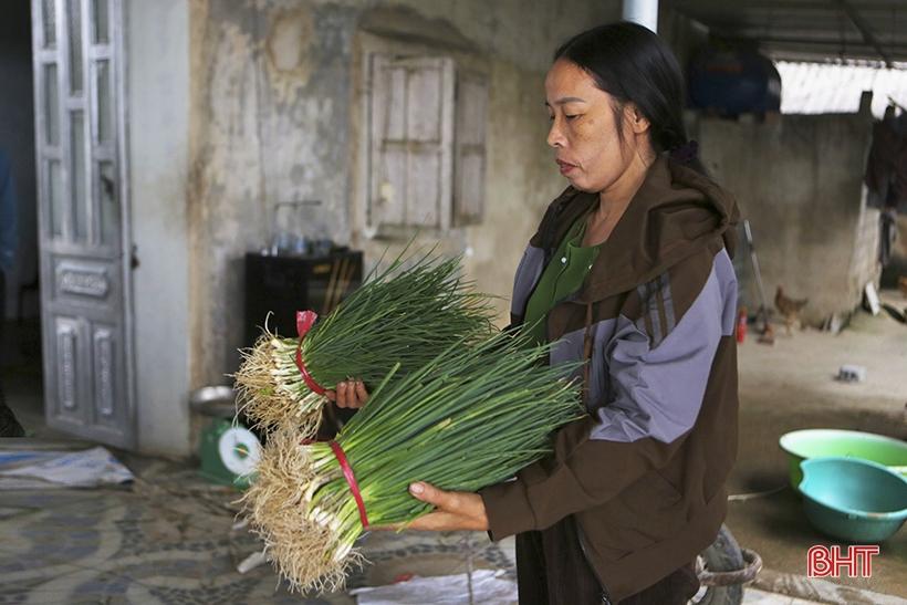 Hà Tĩnh: Giá hành lá tăng 3 - 4 lần, nông dân “người vui, kẻ tiếc” - Ảnh 4. Hà Tĩnh: Giá hành lá tăng 3 - 4 lần, nông dân “người vui, kẻ tiếc” - Ảnh 4.