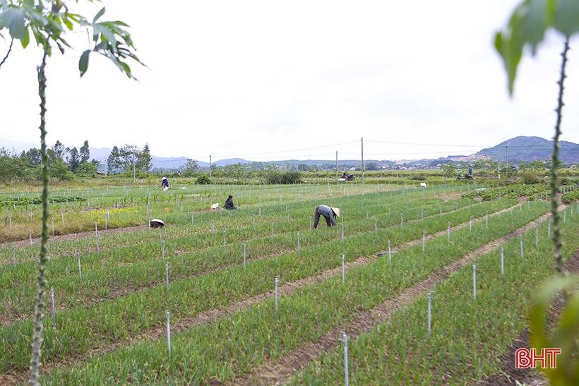 Hà Tĩnh: Giá hành lá tăng 3 - 4 lần, nông dân “người vui, kẻ tiếc” - Ảnh 1. Hà Tĩnh: Giá hành lá tăng 3 - 4 lần, nông dân “người vui, kẻ tiếc” - Ảnh 1.