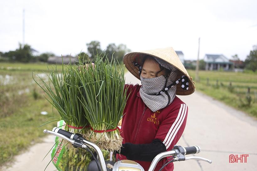 Hà Tĩnh: Giá hành lá tăng 3 - 4 lần, nông dân “người vui, kẻ tiếc” - Ảnh 2. Hà Tĩnh: Giá hành lá tăng 3 - 4 lần, nông dân “người vui, kẻ tiếc” - Ảnh 2.