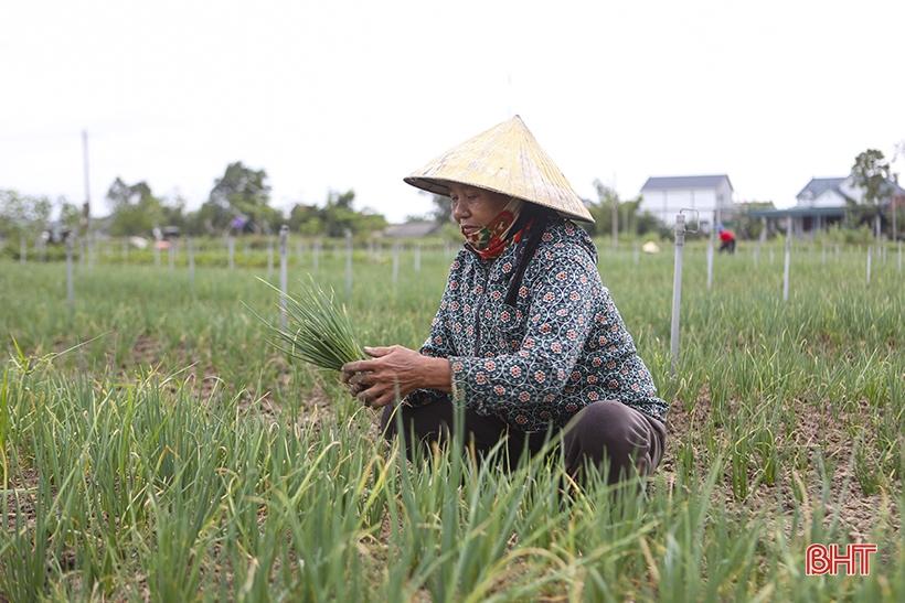 Hà Tĩnh: Giá hành lá tăng 3 - 4 lần, nông dân “người vui, kẻ tiếc” - Ảnh 3. Hà Tĩnh: Giá hành lá tăng 3 - 4 lần, nông dân “người vui, kẻ tiếc” - Ảnh 3.