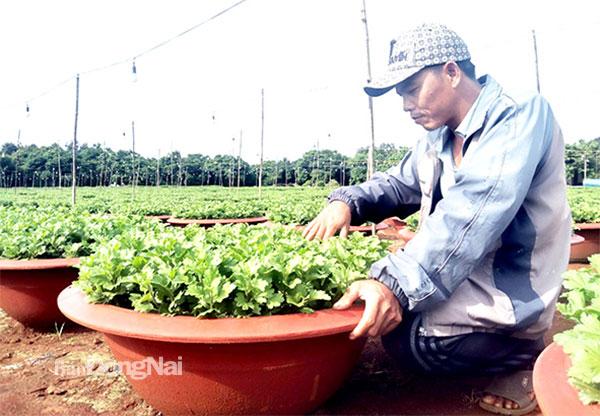 Cần Thơ: Nông dân tất bật chuẩn bị mùa hoa Tết, nông dân kỳ vọng gì? - Ảnh 1. Cần Thơ: Nông dân tất bật chuẩn bị mùa hoa Tết, nông dân kỳ vọng gì? - Ảnh 1.