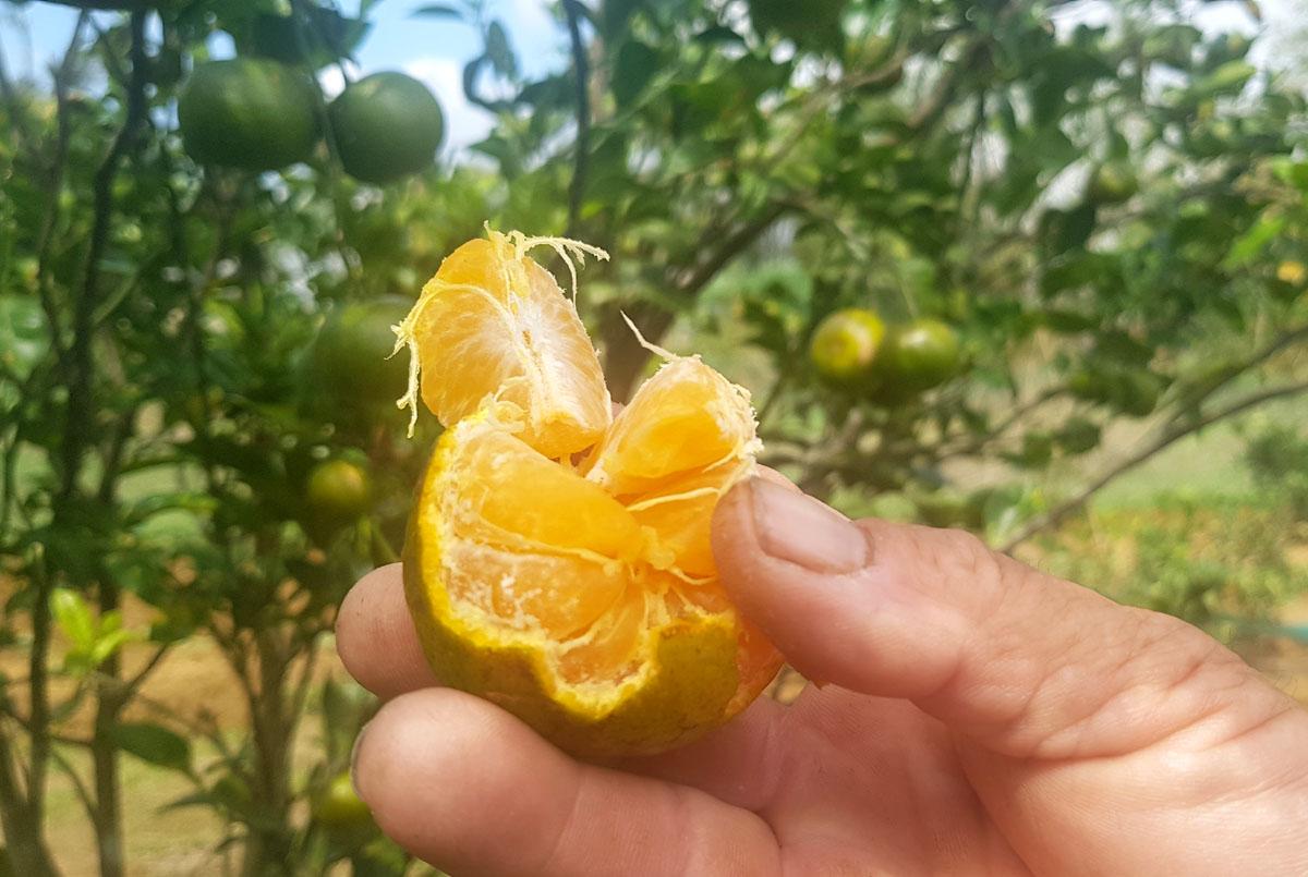 Gầy dựng lại vườn quýt Hương Cần