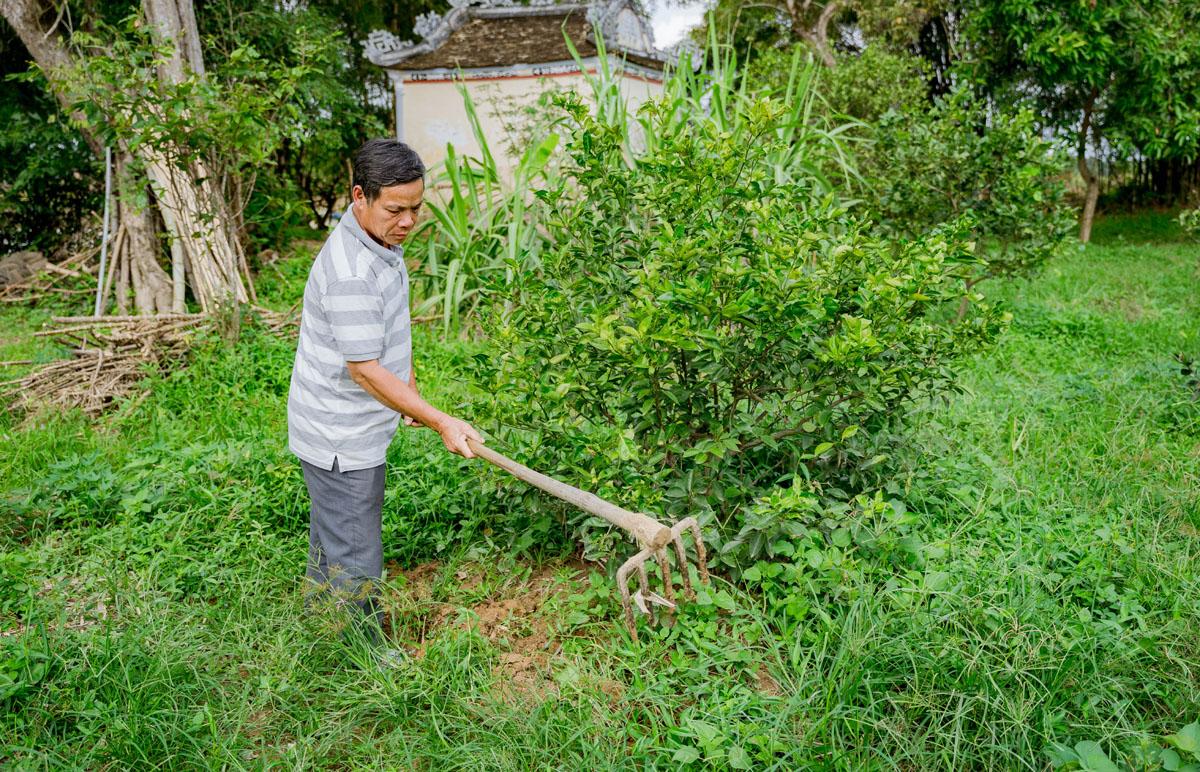Gầy dựng lại vườn quýt Hương Cần