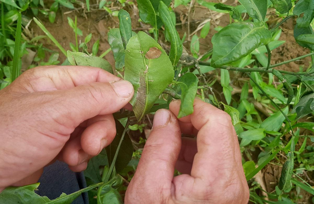 Gầy dựng lại vườn quýt Hương Cần