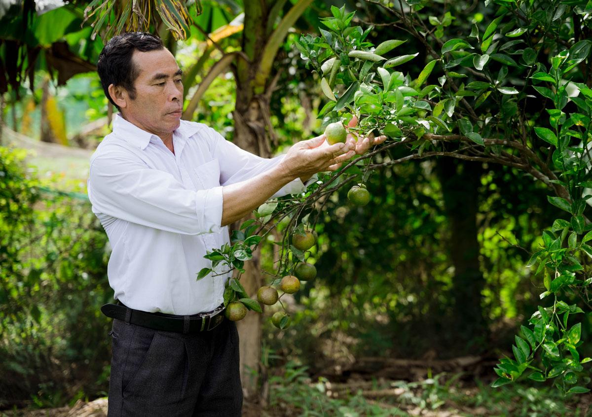 Gầy dựng lại vườn quýt Hương Cần