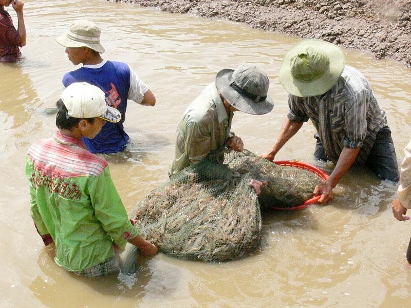 Chống chịu biến đổi khí hậu, chuyển đổi sinh kế bền vững ở ĐBSCL: Hiệu quả từ những mô hình nuôi trồng thủy sản - Ảnh 1. Chống chịu biến đổi khí hậu, chuyển đổi sinh kế bền vững ở ĐBSCL: Hiệu quả từ những mô hình nuôi trồng thủy sản - Ảnh 1.