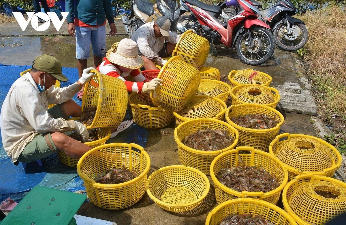 Cà Mau: Nông dân huyện U Minh được vụ mùa tôm càng xanh - Ảnh 1. Cà Mau: Nông dân huyện U Minh được vụ mùa tôm càng xanh - Ảnh 1.