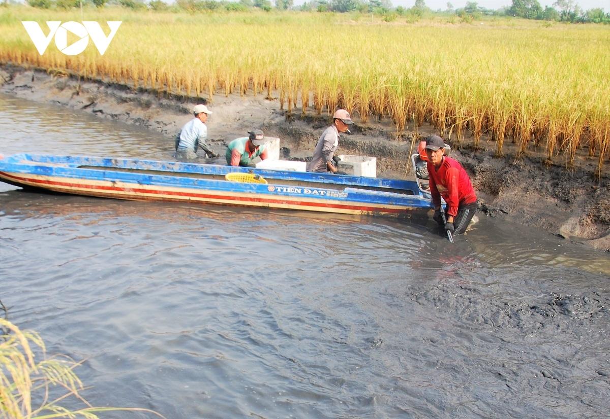 Cà Mau: Nông dân huyện U Minh được vụ mùa tôm càng xanh - Ảnh 2. Cà Mau: Nông dân huyện U Minh được vụ mùa tôm càng xanh - Ảnh 2.