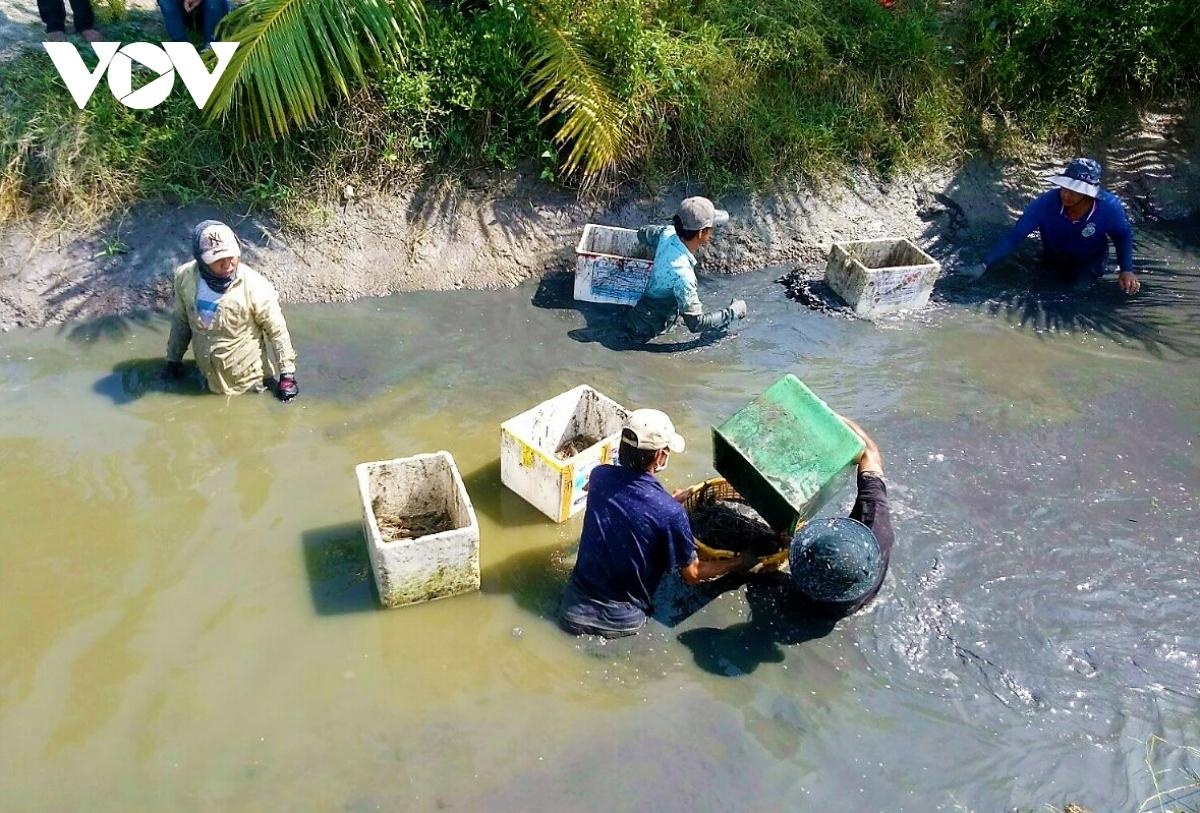 Cà Mau: Nông dân huyện U Minh được vụ mùa tôm càng xanh - Ảnh 3. Cà Mau: Nông dân huyện U Minh được vụ mùa tôm càng xanh - Ảnh 3.