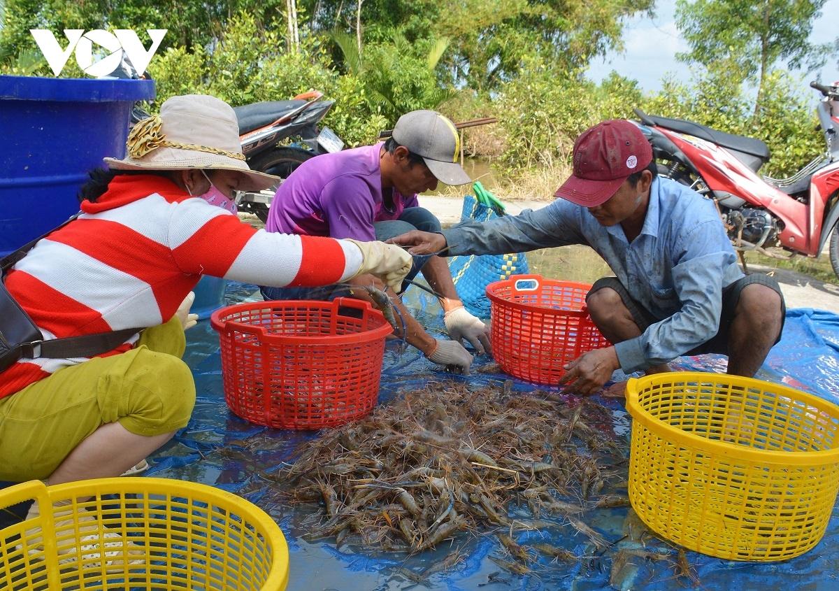 Cà Mau: Nông dân huyện U Minh được vụ mùa tôm càng xanh - Ảnh 4. Cà Mau: Nông dân huyện U Minh được vụ mùa tôm càng xanh - Ảnh 4.
