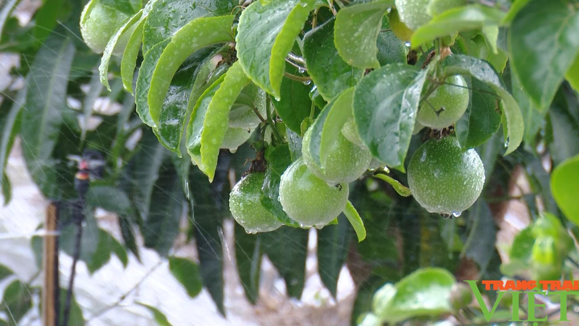 Nông dân phát triển nông nghiệp công nghệ cao - Ảnh 9. Nông dân phát triển nông nghiệp công nghệ cao - Ảnh 9.