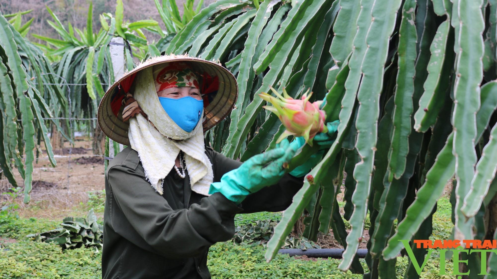 Nông dân phát triển nông nghiệp công nghệ cao - Ảnh 10. Nông dân phát triển nông nghiệp công nghệ cao - Ảnh 10.