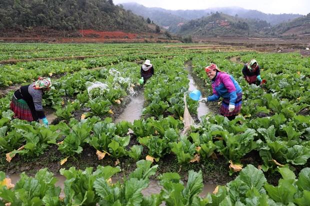 Yên Bái đưa vụ Đông trở thành vụ sản xuất chính trong năm hình ảnh 2 Yen Bai dua vu Dong tro thanh vu san xuat chinh trong nam hinh anh 2