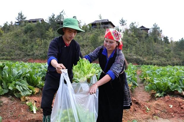 Yên Bái đưa vụ Đông trở thành vụ sản xuất chính trong năm hình ảnh 4 Yen Bai dua vu Dong tro thanh vu san xuat chinh trong nam hinh anh 4