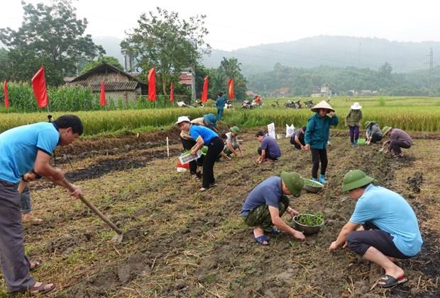 Yên Bái đưa vụ Đông trở thành vụ sản xuất chính trong năm hình ảnh 3 Yen Bai dua vu Dong tro thanh vu san xuat chinh trong nam hinh anh 3