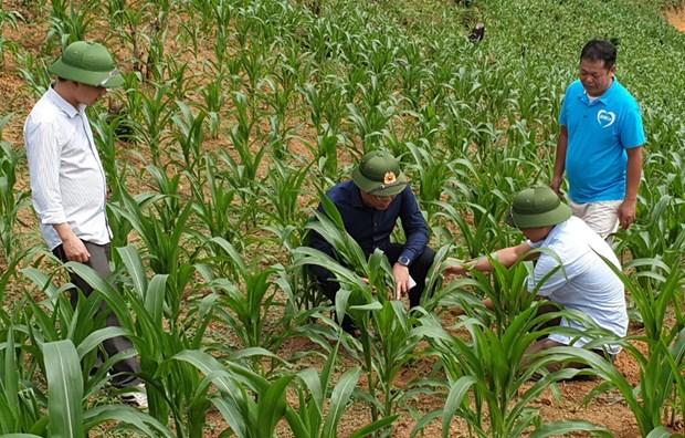 Yên Bái đưa vụ Đông trở thành vụ sản xuất chính trong năm hình ảnh 1 Yen Bai dua vu Dong tro thanh vu san xuat chinh trong nam hinh anh 1