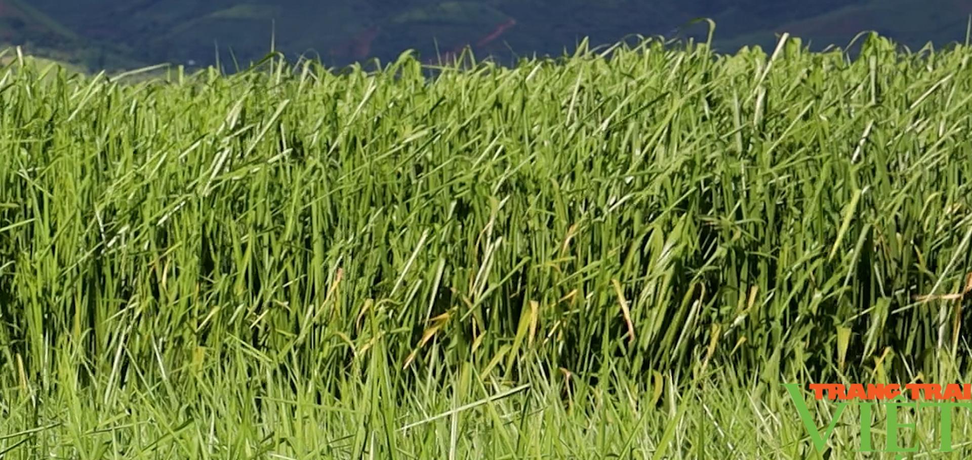 Nuôi trâu, bò nhốt chuồng, nông dân Sơn La có "Của ăn, của để" - Ảnh 4. Nuôi trâu, bò nhốt chuồng, nông dân Sơn La có "Của ăn, của để" - Ảnh 4.