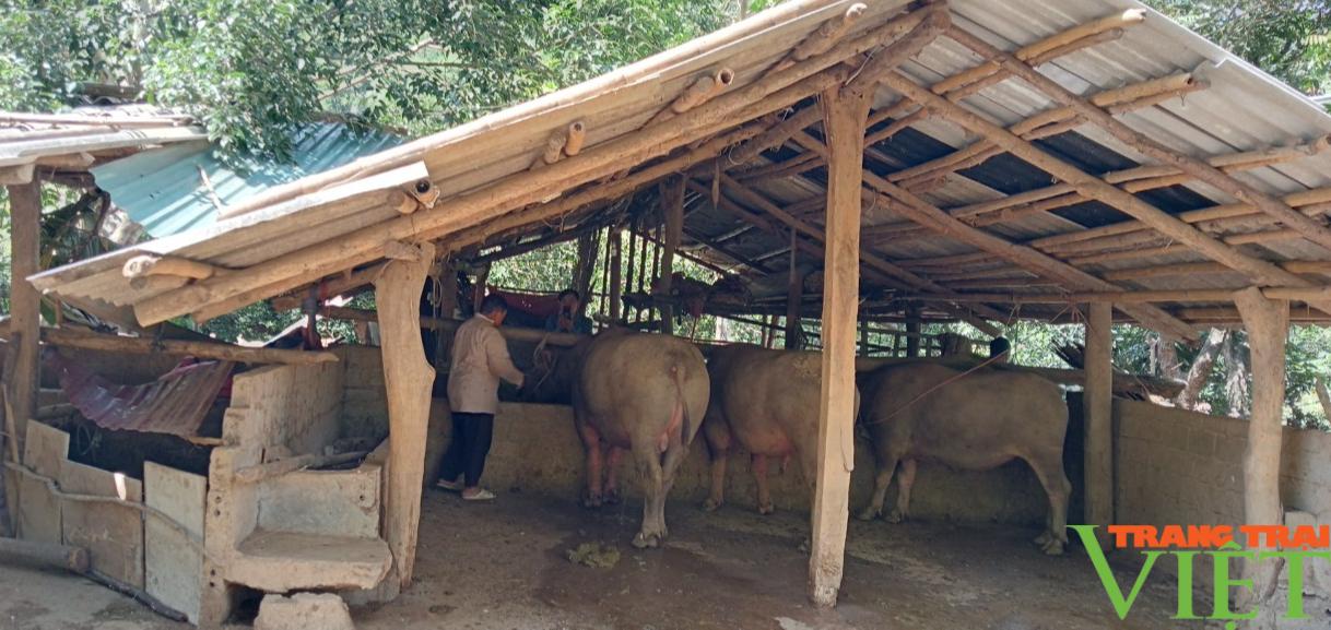 Nuôi trâu, bò nhốt chuồng, nông dân Sơn La có "Của ăn, của để" - Ảnh 2. Nuôi trâu, bò nhốt chuồng, nông dân Sơn La có "Của ăn, của để" - Ảnh 2.