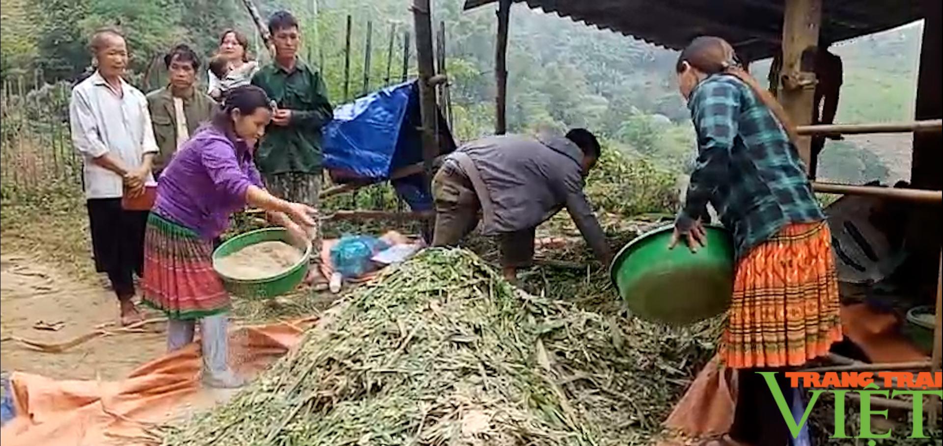Nuôi trâu, bò nhốt chuồng, nông dân Sơn La có "Của ăn, của để" - Ảnh 6. Nuôi trâu, bò nhốt chuồng, nông dân Sơn La có "Của ăn, của để" - Ảnh 6.