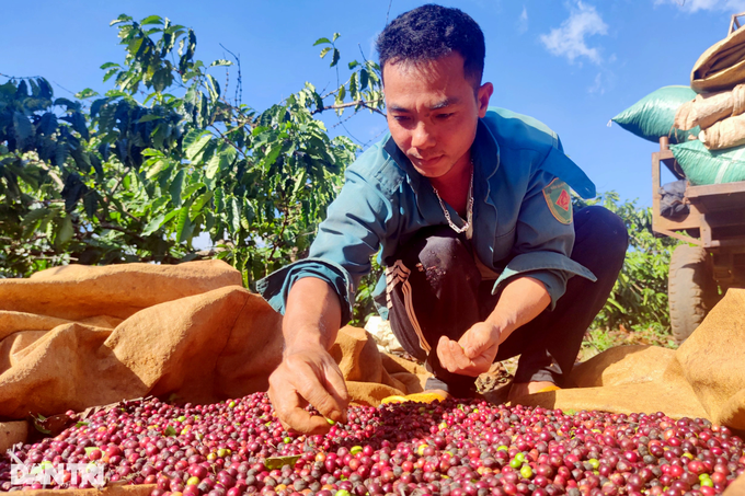 Tây Nguyên: Cà phê được giá, dân chưa kịp mừng đã vội lo - Ảnh 4. Tây Nguyên: Cà phê được giá, dân chưa kịp mừng đã vội lo - Ảnh 4.