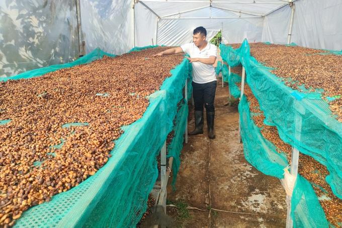 Tây Nguyên: Cà phê được giá, dân chưa kịp mừng đã vội lo - Ảnh 5. Tây Nguyên: Cà phê được giá, dân chưa kịp mừng đã vội lo - Ảnh 5.