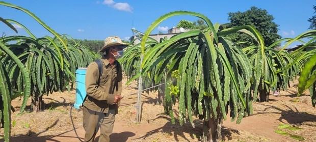Bà Rịa-Vũng Tàu: Thanh long giá cao, nông dân phấn khởi tái đầu tư - Ảnh 1. Bà Rịa-Vũng Tàu: Thanh long giá cao, nông dân phấn khởi tái đầu tư - Ảnh 1.