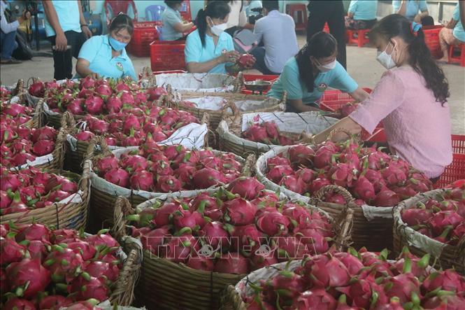 Nông sản chủ lực Đồng Tháp Mười được giá - Ảnh 2. Nông sản chủ lực Đồng Tháp Mười được giá - Ảnh 2.