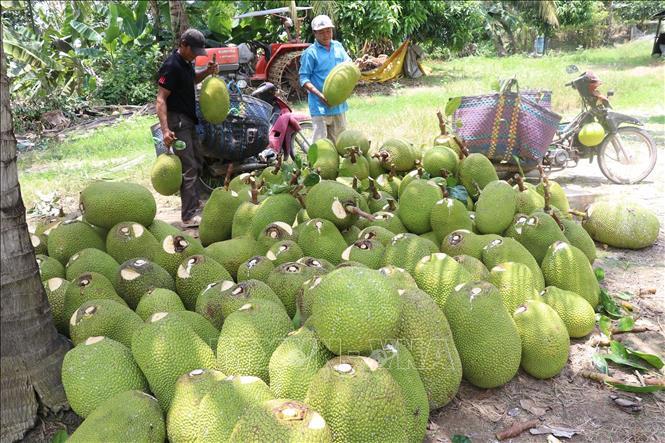 Nông sản chủ lực Đồng Tháp Mười được giá - Ảnh 3. Nông sản chủ lực Đồng Tháp Mười được giá - Ảnh 3.