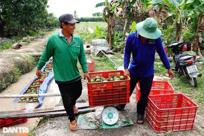Cam sành tăng giá 10.000 đồng/kg, nông dân miền Tây "nín thở" chờ - Ảnh 2. Cam sành tăng giá 10.000 đồng/kg, nông dân miền Tây "nín thở" chờ - Ảnh 2.