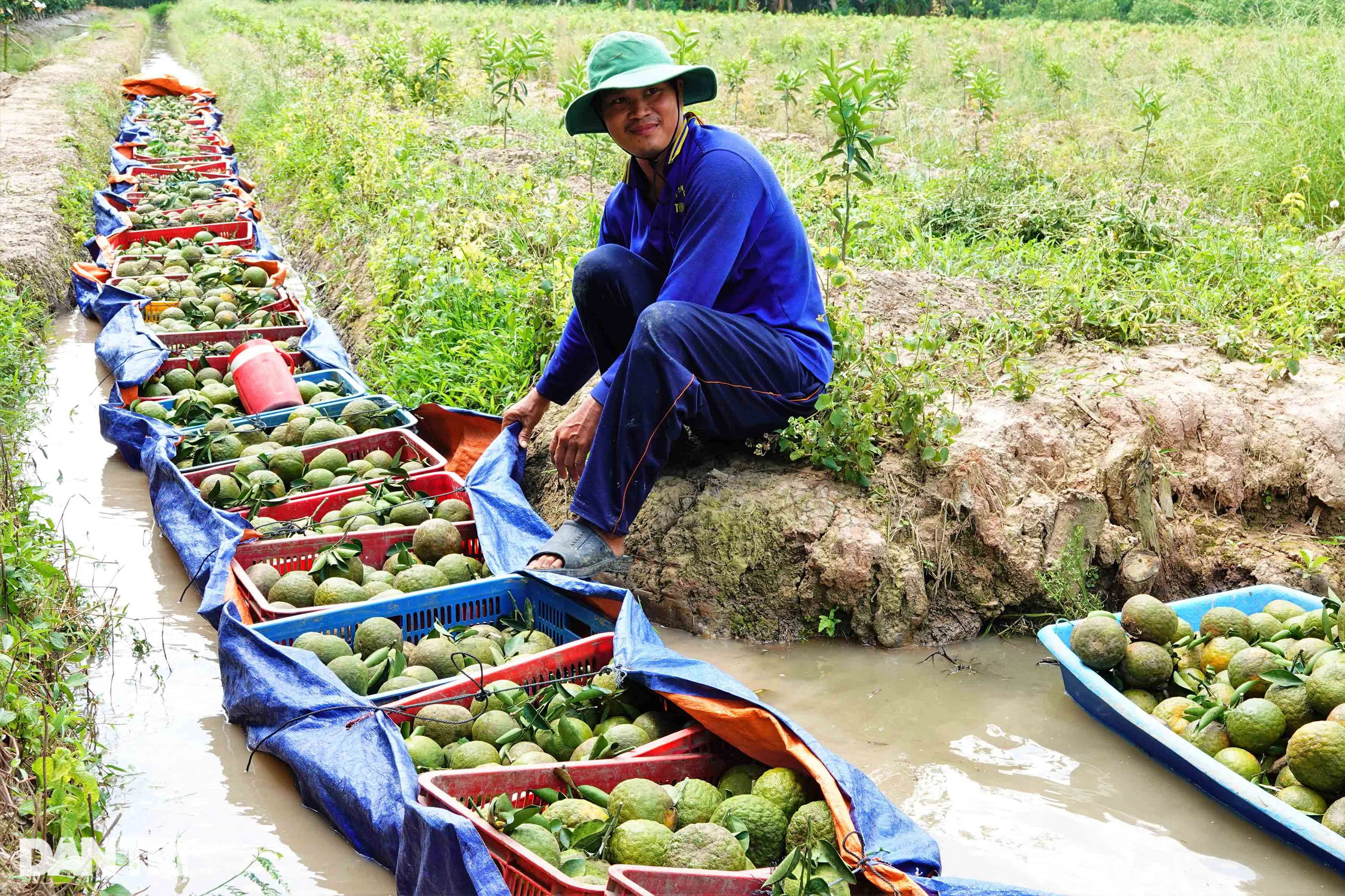 Cam sành tăng giá 10.000 đồng/kg, nông dân miền Tây "nín thở" chờ - Ảnh 1. Cam sành tăng giá 10.000 đồng/kg, nông dân miền Tây "nín thở" chờ - Ảnh 1.