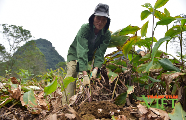 Lai Châu: Cây dong riềng “bén rễ” trên đồng đất Sùng Phài - Ảnh 3. Lai Châu: Cây dong riềng “bén rễ” trên đồng đất Sùng Phài - Ảnh 3.