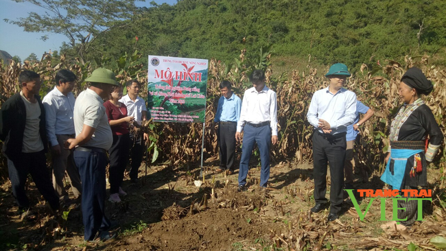 Lai Châu: Cây dong riềng “bén rễ” trên đồng đất Sùng Phài - Ảnh 1. Lai Châu: Cây dong riềng “bén rễ” trên đồng đất Sùng Phài - Ảnh 1.