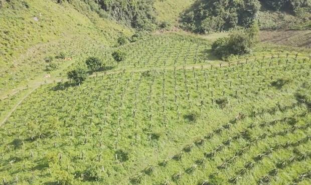 Sơn La xây dựng chuỗi liên kết sản xuất nông nghiệp hình ảnh 1 Son La xay dung chuoi lien ket san xuat nong nghiep hinh anh 1