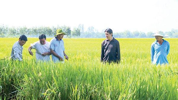 Nông dân Giồng Riềng bội thu