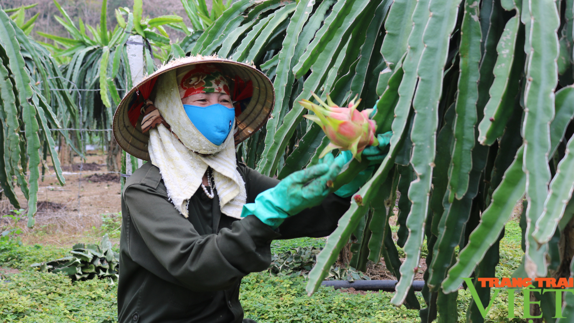Tạo bước đột phá để nông nghiệp Sơn La phát triển bền vững - Ảnh 3. Tạo bước đột phá để nông nghiệp Sơn La phát triển bền vững - Ảnh 3.