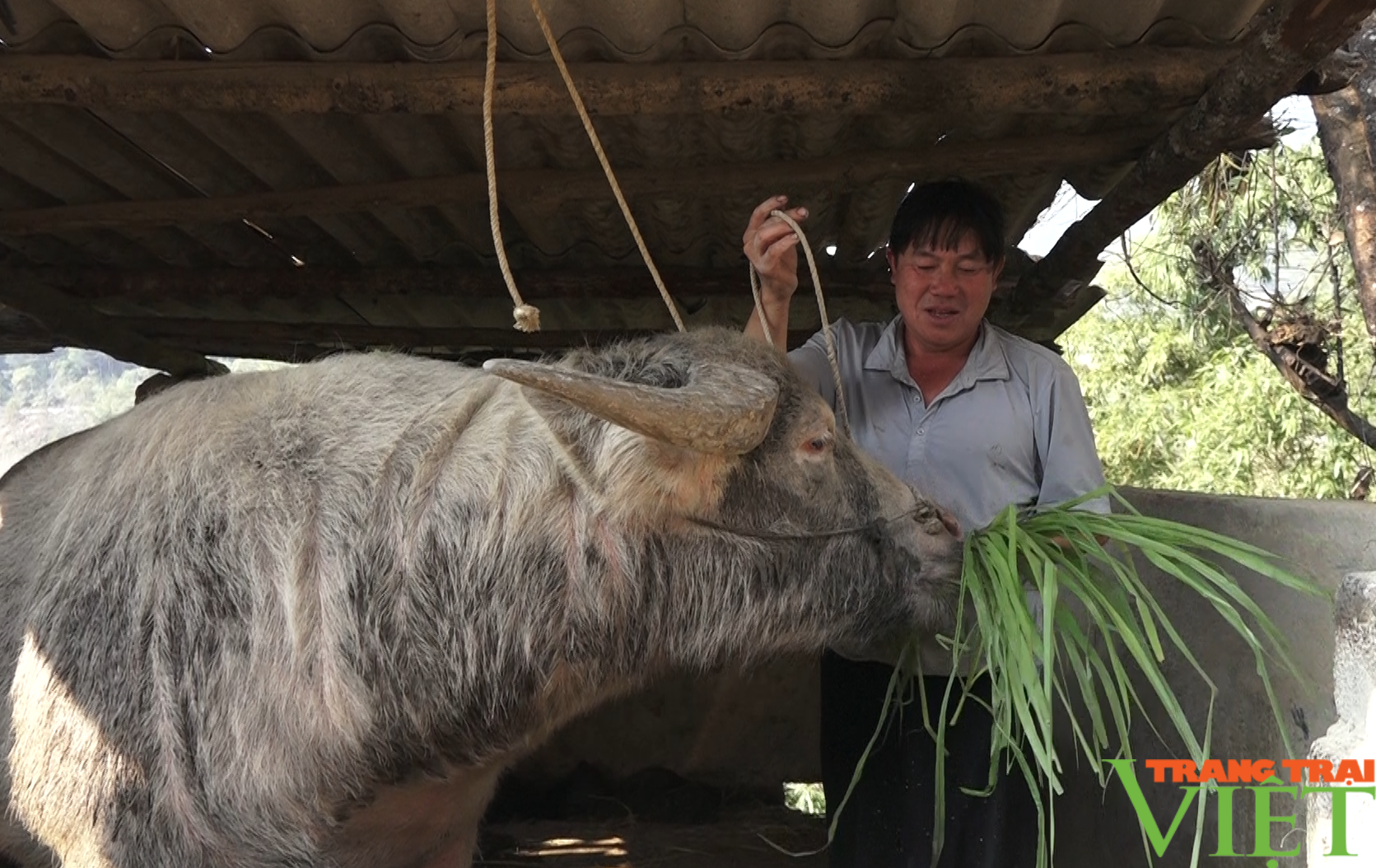 Về Giang Ma xem bà con phòng chống dịch bệnh cho đàn gia súc - Ảnh 2. Về Giang Ma xem bà con phòng chống dịch bệnh cho đàn gia súc - Ảnh 2.