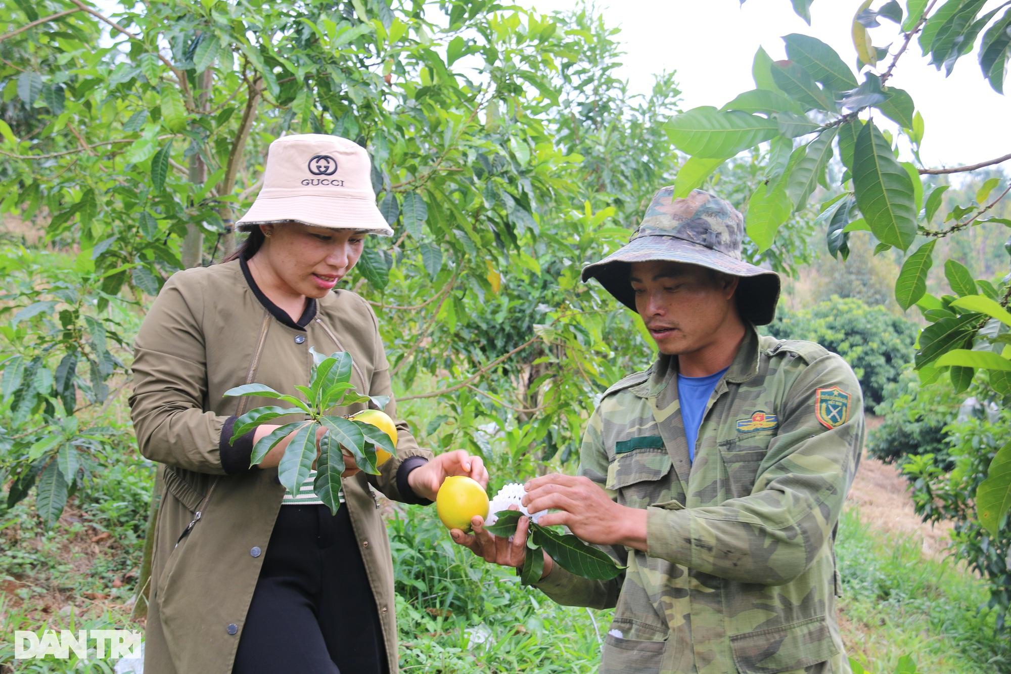 "Vỗ" vú sữa bằng tỏi ngâm rượu, nông dân trẻ thu trăm triệu mỗi năm - Ảnh 1. "Vỗ" vú sữa bằng tỏi ngâm rượu, nông dân trẻ thu trăm triệu mỗi năm - Ảnh 1.