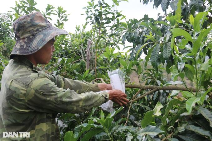 "Vỗ" vú sữa bằng tỏi ngâm rượu, nông dân trẻ thu trăm triệu mỗi năm - Ảnh 3. "Vỗ" vú sữa bằng tỏi ngâm rượu, nông dân trẻ thu trăm triệu mỗi năm - Ảnh 3.