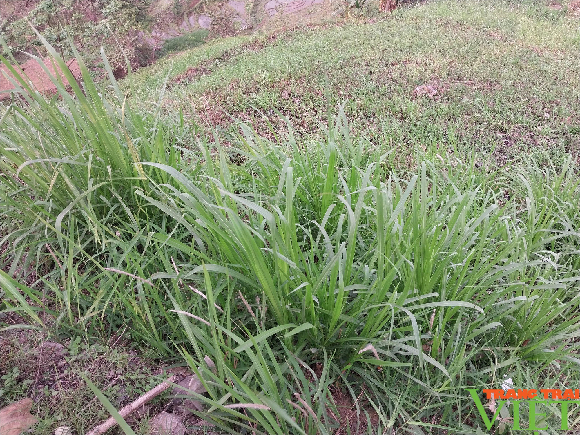 Anh nông dân ở vùng cao Lào Cai thoát nghèo nhờ nuôi ngựa - Ảnh 4. Anh nông dân ở vùng cao Lào Cai thoát nghèo nhờ nuôi ngựa - Ảnh 4.