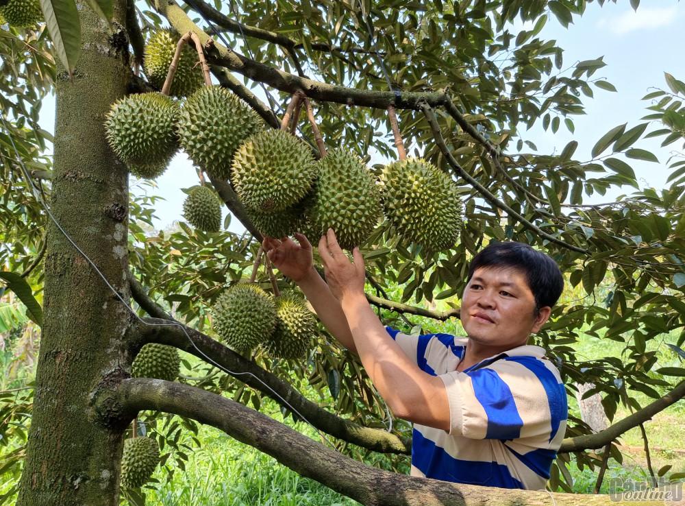 Mời doanh nghiệp tham gia liên kết sản xuất, tiêu thụ trái cây cho nông dân