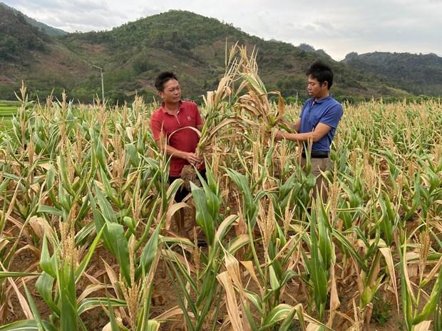 Sản xuất nông nghiệp ở Lai Châu gặp khó do khô hạn hình ảnh 1 San xuat nong nghiep o Lai Chau gap kho do kho han hinh anh 1