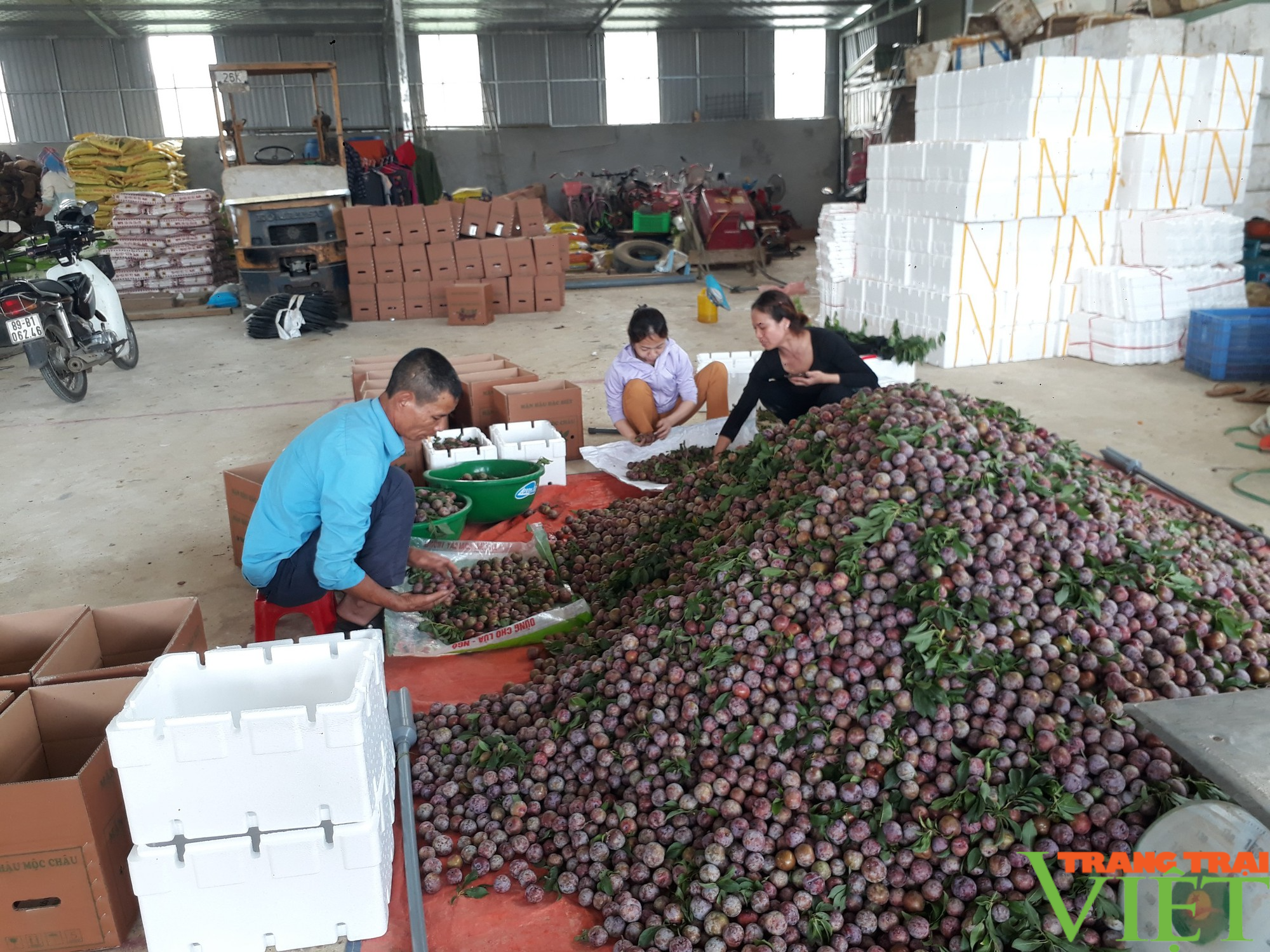 Mận hậu chín đỏ trên cao nguyên Mộc Châu - Ảnh 4. Mận hậu chín đỏ trên cao nguyên Mộc Châu - Ảnh 4.