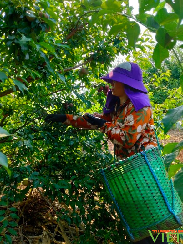 Mận hậu chín đỏ trên cao nguyên Mộc Châu - Ảnh 2. Mận hậu chín đỏ trên cao nguyên Mộc Châu - Ảnh 2.