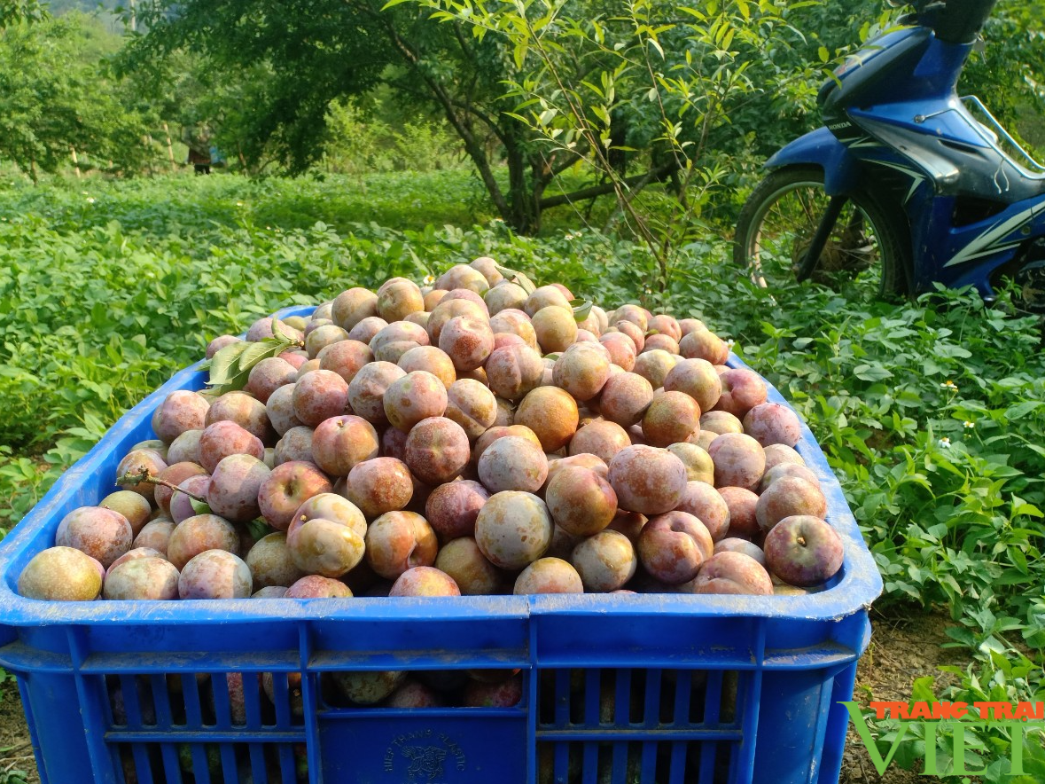 Mận hậu chín đỏ trên cao nguyên Mộc Châu - Ảnh 3. Mận hậu chín đỏ trên cao nguyên Mộc Châu - Ảnh 3.