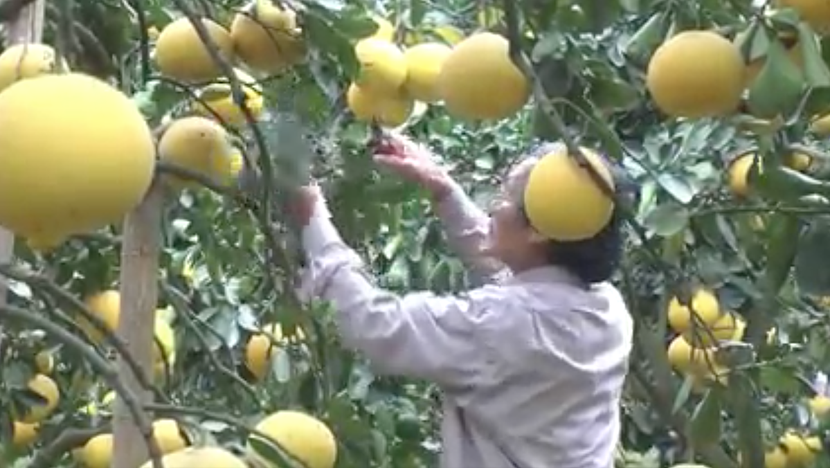 Bưởi VietGAP đủ chuẩn xuất sang trời Âu mang lại ấm no ở Yên Thủy - Ảnh 2. Bưởi VietGAP đủ chuẩn xuất sang trời Âu mang lại ấm no ở Yên Thủy - Ảnh 2.