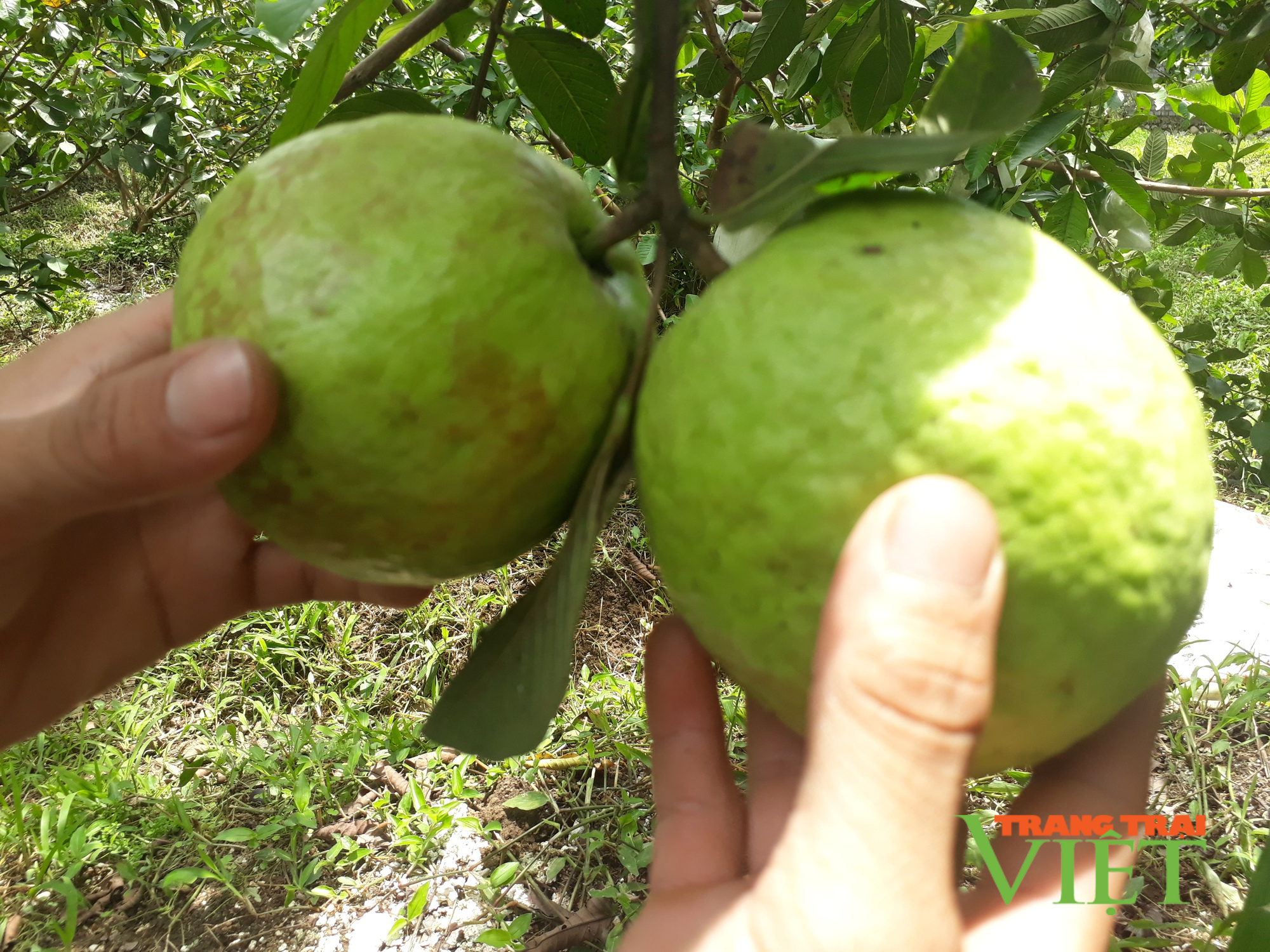 Lai Châu: Thanh niên Hua Nà làm giàu từ trồng ổi, nuôi hươu sao - Ảnh 3. Lai Châu: Thanh niên Hua Nà làm giàu từ trồng ổi, nuôi hươu sao - Ảnh 3.