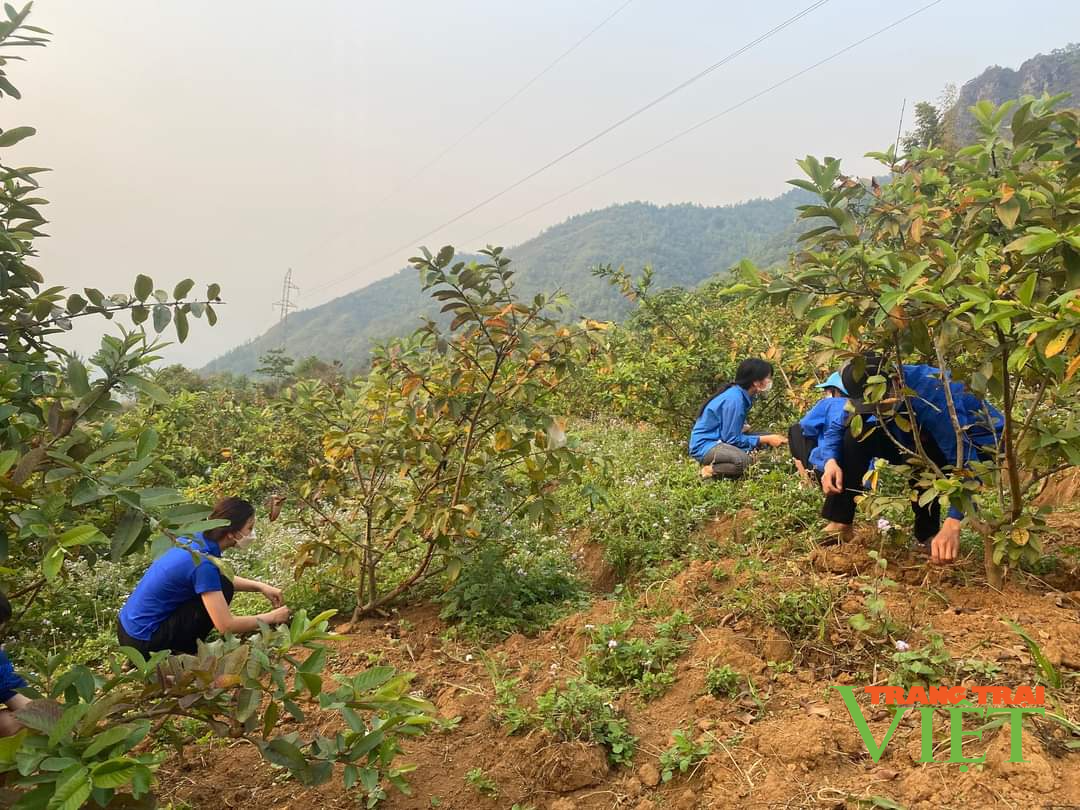 Lai Châu: Thanh niên Hua Nà làm giàu từ trồng ổi, nuôi hươu sao - Ảnh 2. Lai Châu: Thanh niên Hua Nà làm giàu từ trồng ổi, nuôi hươu sao - Ảnh 2.