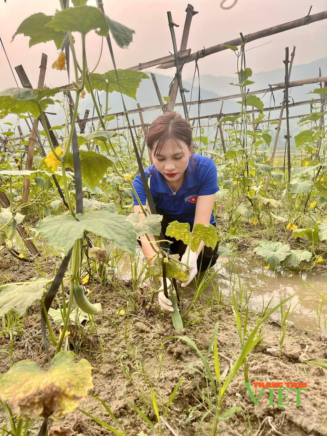 Lai Châu: Thanh niên Hua Nà làm giàu từ trồng ổi, nuôi hươu sao - Ảnh 1. Lai Châu: Thanh niên Hua Nà làm giàu từ trồng ổi, nuôi hươu sao - Ảnh 1.