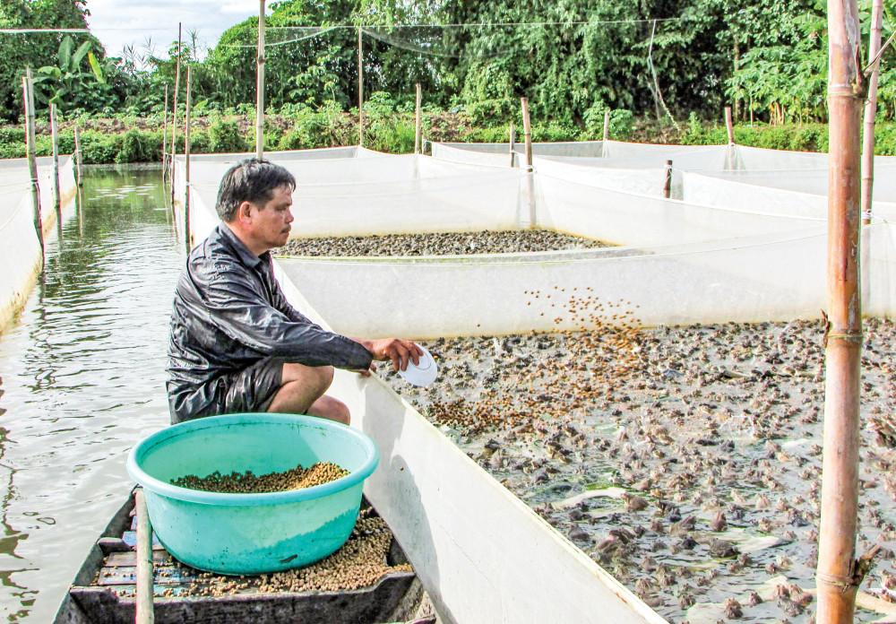 Hiệu quả từ mô hình tổ hợp tác nuôi ếch Nông dân xã Vĩnh Trinh chăm sóc các vèo ếch của gia đình.