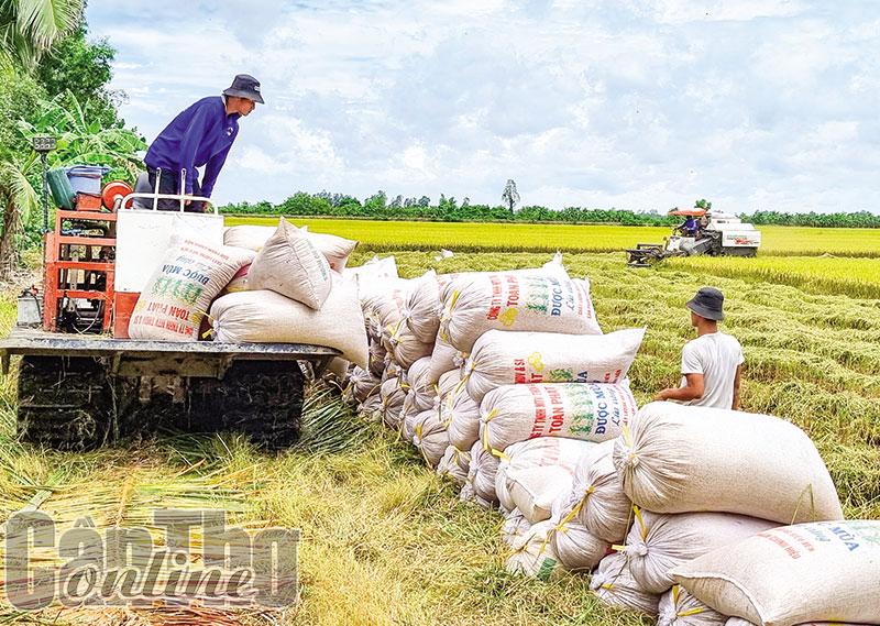 Chủ động thu hoạch và tiêu thụ lúa hè thu